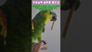 언어 천재  앵무새는 누가 있을까?