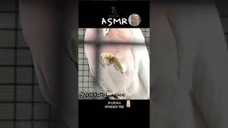 메이저 미첼 코카투의 먹방! ️ | 프시타쿠스 하이프로틴 반응은? ✨ #앵무새 #parrot #앵무새키우기 #birds #브리더 #birdslover