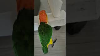 뒤집기!! 망고!!#앵무새#카이큐