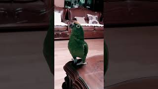 #parrot #lovebirds #말잘하는 앵무새 #노래하는앵무