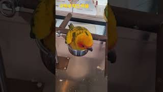 썬코뉴어앵무새 #shorts