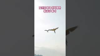 비행후 낯선곳에서 첫비행한 홍금강 홍자 #parrot …
