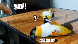 대체 IQ가 몇일까요? 지금까지 이런 새는 본적이 없습니다...  [TV생물도감]