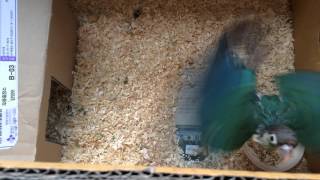 이유조 코뉴어들