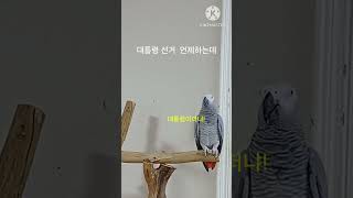 앵무새ㅡ순돌아 대통령선거 언제하는데