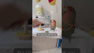 모란앵무새 훈련 (링던지기편)