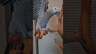 평화로운 저녁시간, 회색앵무 날개&모란앵무 리오~#회색앵무 #모란앵무