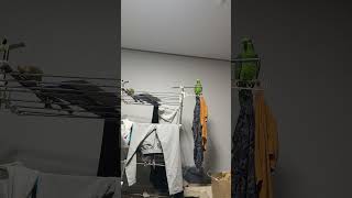 귀농귀촌 아마존앵무새 말하고 놀아주기