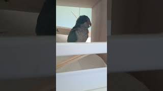 딸기퀘이커  젤큽니다 재룡재룡