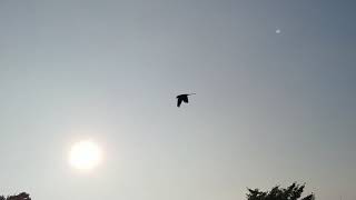 [앵무새 자유비행] Parrot FreeFlight 청…