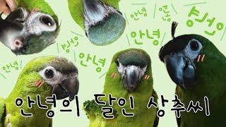 안녕의 달인 한스마카우 상추씨