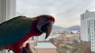 [루카 할리퀸 마카우] 루카 이젠 베란다에서 날라봐…