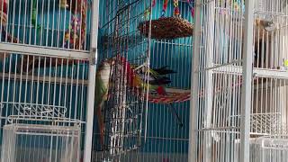 장미앵무가 코뉴어에게 먹이주기