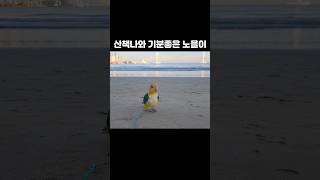 산책나와 기분 좋은 카이큐 앵무새 #카이큐 #앵무새 #…