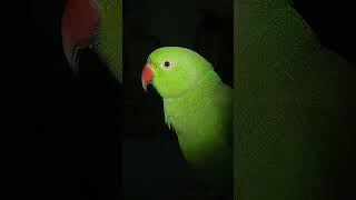 mitthu parrot talking 9 #short…