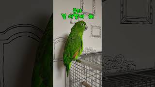 아리 주말 수다 #말하는 #아마존 #앵무새 #아리 #앵톡 #parrot #birds #pets #반려조