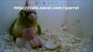 코뉴어 새끼 키우는 모습 (Conure parrot baby bird growing video)