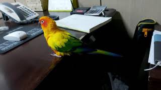 쿠쿠 책상에서 뭐해?