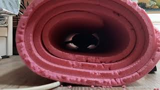 사고뭉치 앵두/앵무새 키우기전 꼭  보셔야해요 #앵무새  #코뉴어