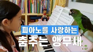 앵무새한테 피아노 연주를 해주면 춤도추고 다양한 반응이 나와요^^a parrot that responds to playing the piano.