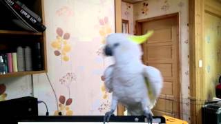 춤추는 코카투앵무