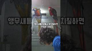 앵무새들 앞에서 양치질하면 안되는 이유 #왕크왕귀 #마카우 #말하는앵무새