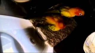 Sun Conures  ( 썬코뉴어 )