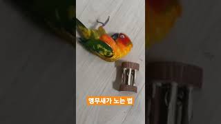 앵무새가 노는 법 #shorts
