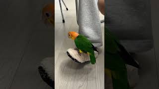 딱다구리 삐삐.                           #parrot #카이큐 #birds #앵무새 #cute #pets