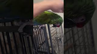 My military macaw parrot getti…
