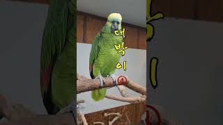 대박이 ④ #아마존앵무새
