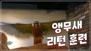 앵무새 자유비행 훈련 - 리턴 훈련