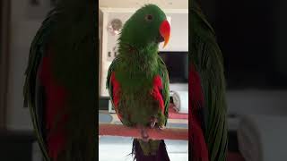 까까 먹고싶은 앵무새 땡초