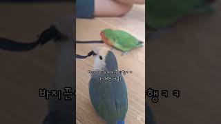 바지끈이 뭐~~~ㅋㅋ 2개나 있자나ㅋ#모란앵무#앵무새#바지끈#쟁탈전#내놔#parrot#lovebird#모란앵무김라소#shorts