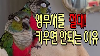 앵무새를 절대 키우면 안되는 이유