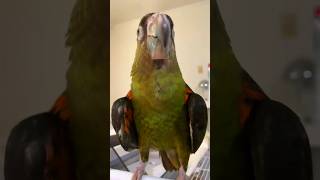 입양 2일차 쟈딘앵무 남아 말차가 입양자님 가정에 적응중이예요