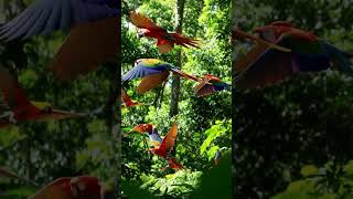 #birds #wildlife #amazing #amazon #parrot