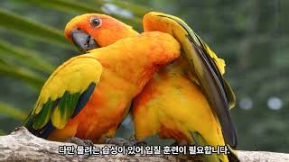 인기 앵무새 10종, 반려동물로 인기 많은 앵무새 10종을 소개합니다.