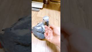 회색앵무새 이유조 루카 애교도 많고 잘생긴 이유조 루카입니다 #회색앵무새 #parrot #앵이들 #회색앵무이유조 #회색앵무새이쥬조루카