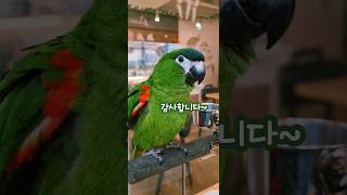 앵무새 예절교육 #한스마카우