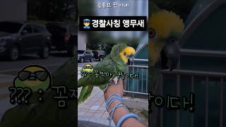 [수리] 경찰 사칭하는 앵무새 / #말하는앵무새 #아마존앵무 #앵무새키우기