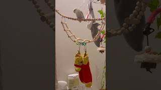 안녕 말 잘하는 모란 앵무새ㅣ모란 앵무새 말 배우기