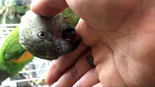 앵무새 일상(세네갈 앵무)