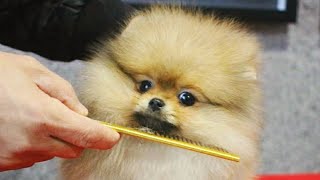 아기강아지 성장과정/포메라니안 강아지