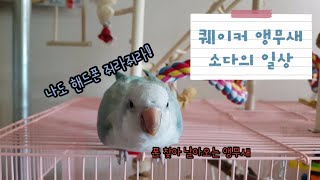 [퀘이커 소다] 퀘이커 앵무새 일상 / 앵무새 브이로그…