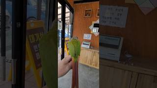 귀여운 앵무새 친구