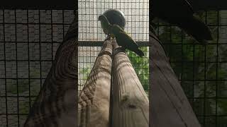 오늘 아침은 세네갈 앵무새 산란 항아리와 횃대 설치 해…