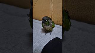 하랑이 #코뉴어앵무새#하봉이#parrot#birdslo…