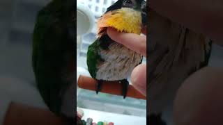 카이큐 앵무새 검은 머리