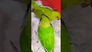 GREEN WING MACAW, bLUE AND GOL…